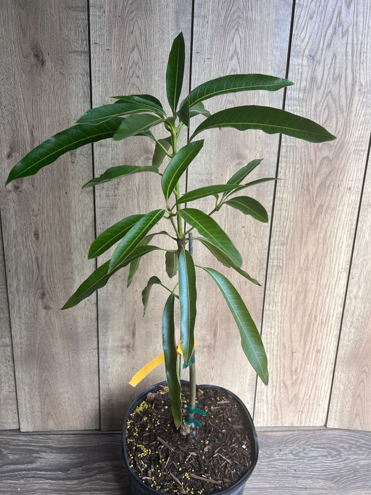 Mallika Mango Tree. grafted in 3 gallons pot, No Ship to CA and HI - Image 8