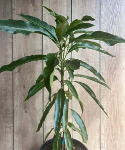 Mallika Mango Tree. grafted in 3 gallons pot, No Ship to CA and HI - Image 9