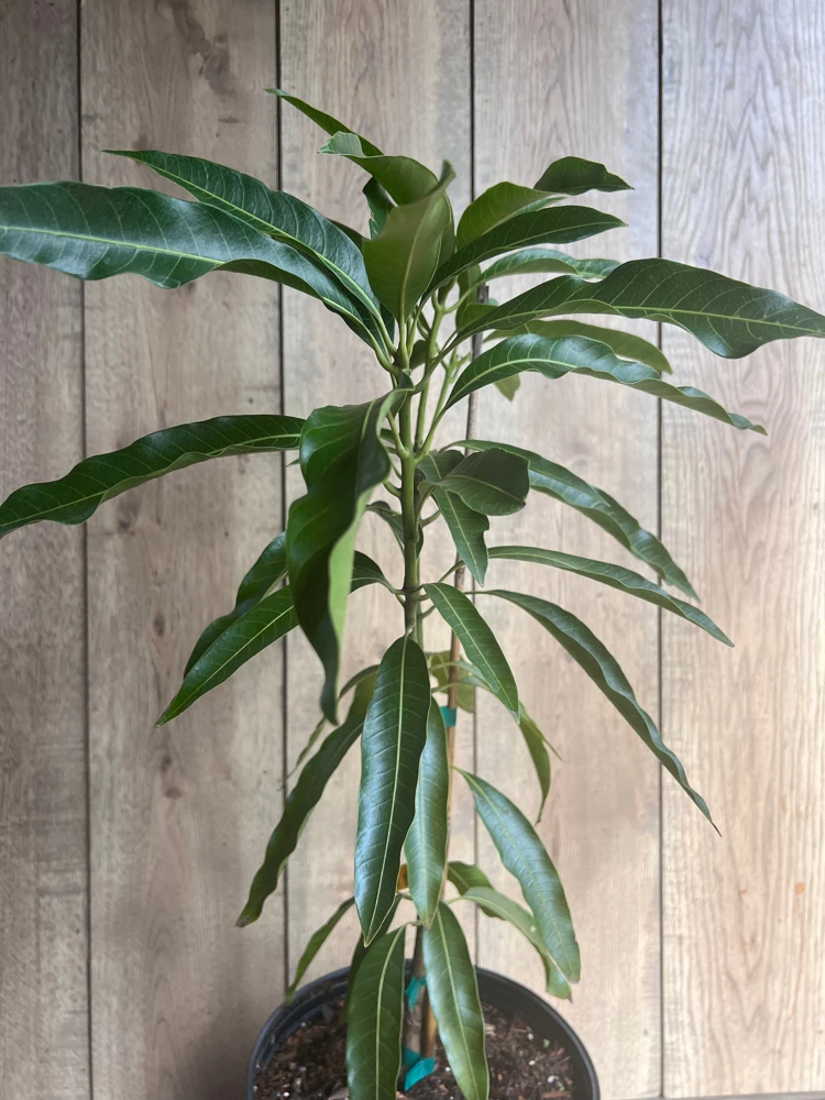 Mallika Mango Tree. grafted in 3 gallons pot, No Ship to CA and HI - Image 9