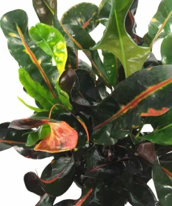 Mamey Croton Live Plant – 3" Pot – Colorful Indoor Houseplant - Image 2