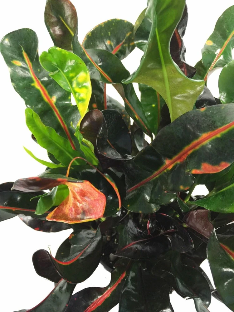 Mamey Croton Live Plant – 3" Pot – Colorful Indoor Houseplant - Image 2