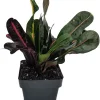 Mamey Croton Live Plant – 3" Pot – Colorful Indoor Houseplant - Image 1