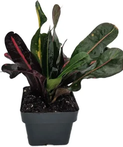 Mamey Croton Live Plant – 3