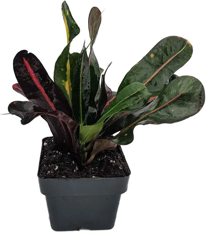 Mamey Croton Live Plant – 3" Pot – Colorful Indoor Houseplant - Image 1