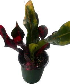 Mamey Croton Live Plant – 4 inch Pot – Colorful Indoor Houseplant - Image 2