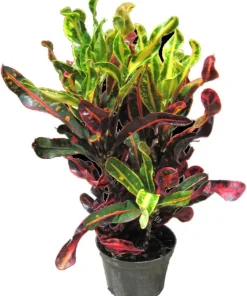 Mamey Croton Live Plant – 4 inch Pot – Colorful Indoor Houseplant - Image 3