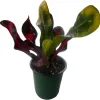 Mamey Croton Live Plant – 4 inch Pot – Colorful Indoor Houseplant - Image 1