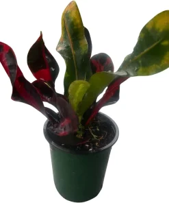 Mamey Croton Live Plant – 4 inch Pot – Colorful Indoor Houseplant - Image 1