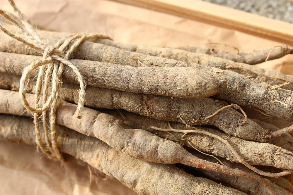 Mammoth Sandwich Island Salsify Seeds - 50 Count White Root Vegetable - Image 2