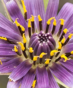 Mammoth Sandwich Island Salsify Seeds - 50 Count White Root Vegetable - Image 4