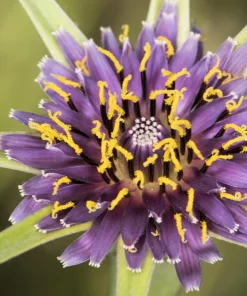 Mammoth Sandwich Island Salsify Seeds - 50 Count White Root Vegetable - Image 5