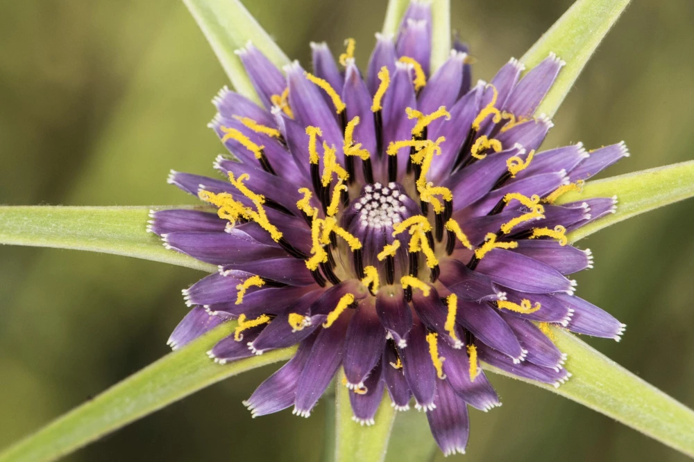 Mammoth Sandwich Island Salsify Seeds - 50 Count White Root Vegetable - Image 5