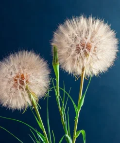 Mammoth Sandwich Island Salsify Seeds - 50 Count White Root Vegetable - Image 6