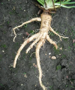 Mammoth Sandwich Island Salsify Seeds - 50 Count White Root Vegetable - Image 9