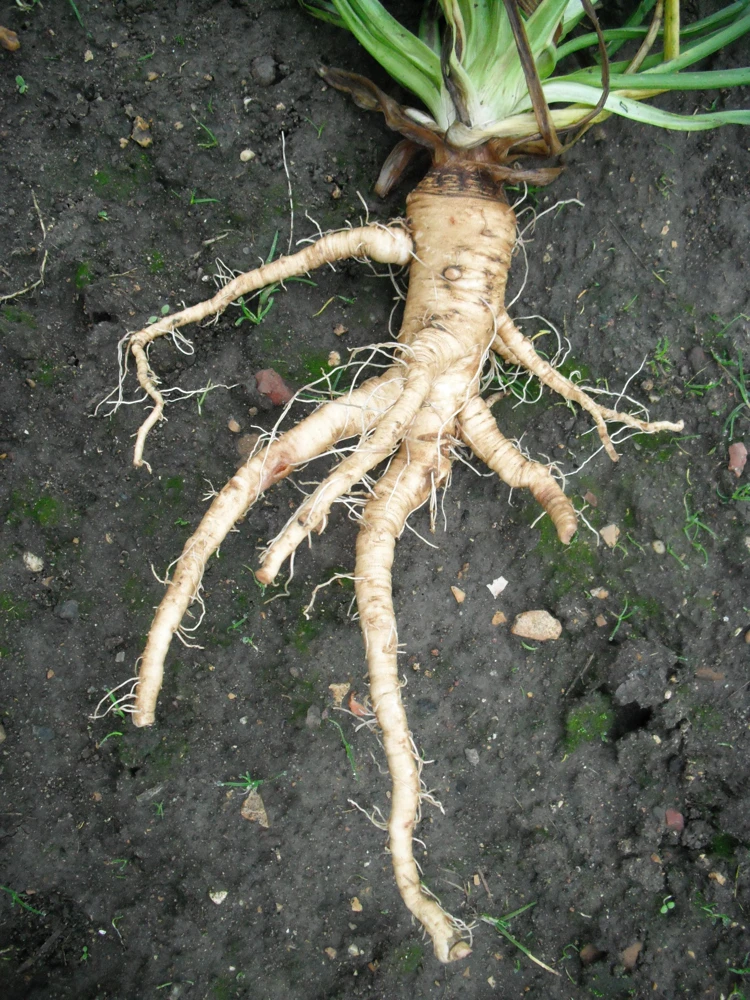 Mammoth Sandwich Island Salsify Seeds - 50 Count White Root Vegetable - Image 9