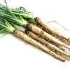 Mammoth Sandwich Island Salsify Seeds - 50 Count White Root Vegetable - Image 1