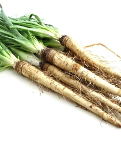 Mammoth Sandwich Island Salsify Seeds - 50 Count White Root Vegetable - Image 1