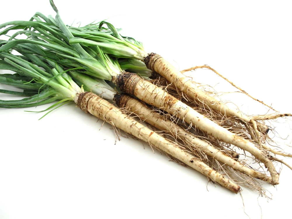Mammoth Sandwich Island Salsify Seeds - 50 Count White Root Vegetable - Image 1