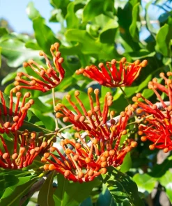 Mandarin Honeysuckle Vine Live Plant - Fragrant Perennial Lonicera - 2.5