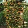 Mandarin Honeysuckle Vine Live Plant - Fragrant Perennial Lonicera - 2.5" Pot - Image 1