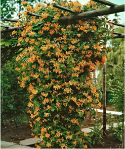 Mandarin Honeysuckle Vine Live Plant - Fragrant Perennial Lonicera - 2.5
