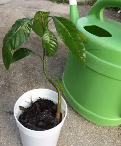 Mango Live Plant - Tropical Fruit Tree Starter - 6-9 in Pot - Indoor/Outdoor - Image 2