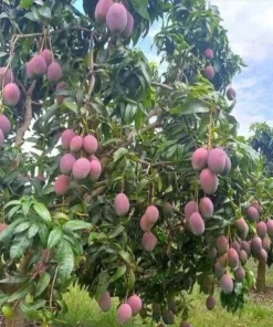 Mango Live Plant - Tropical Fruit Tree Starter - 6-9 in Pot - Indoor/Outdoor - Image 4