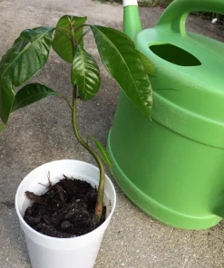 Mango Live Plant - Tropical Fruit Tree Starter - 6-9 in Pot - Indoor/Outdoor - Image 5