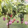 Mango Live Plant - Tropical Fruit Tree Starter - 6-9 in Pot - Indoor/Outdoor - Image 1