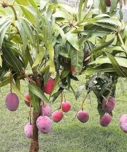 Mango Live Plant - Tropical Fruit Tree Starter - 6-9 in Pot - Indoor/Outdoor - Image 1