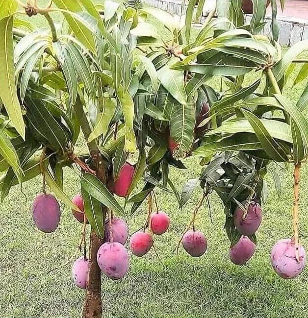 Mango Live Tropical Fruit Tree - Air Layered, 15-25 Inches Tall, Gives Fruit Soon, Indoor/Outdoor - Image 2