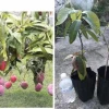 Mango Live Tropical Fruit Tree - Air Layered, 15-25 Inches Tall, Gives Fruit Soon, Indoor/Outdoor - Image 1