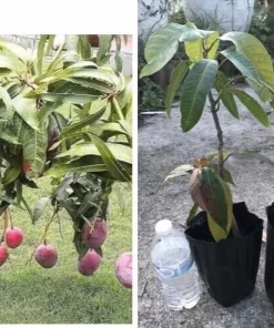 Mango Live Tropical Fruit Tree - Air Layered, 15-25 Inches Tall, Gives Fruit Soon, Indoor/Outdoor - Image 1