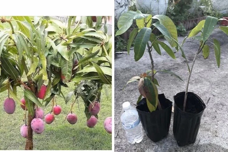 Mango Live Tropical Fruit Tree - Air Layered, 15-25 Inches Tall, Gives Fruit Soon, Indoor/Outdoor - Image 1