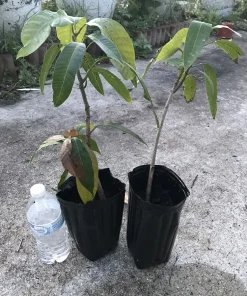 Mango Live Tropical Fruit Tree - Air Layered, 15-25 Inches Tall, Gives Fruit Soon, Indoor/Outdoor - Image 3