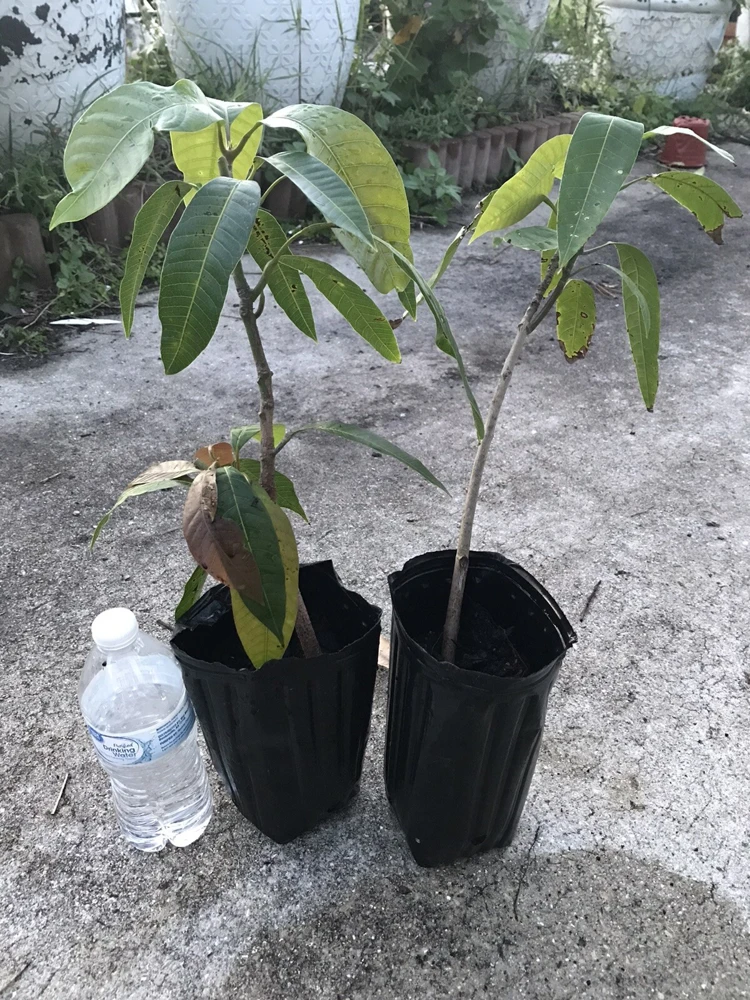 Mango Live Tropical Fruit Tree - Air Layered, 15-25 Inches Tall, Gives Fruit Soon, Indoor/Outdoor - Image 3