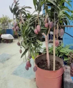 Mango Live Tropical Fruit Tree - Air Layered, 15-25 Inches Tall, Gives Fruit Soon, Indoor/Outdoor - Image 4