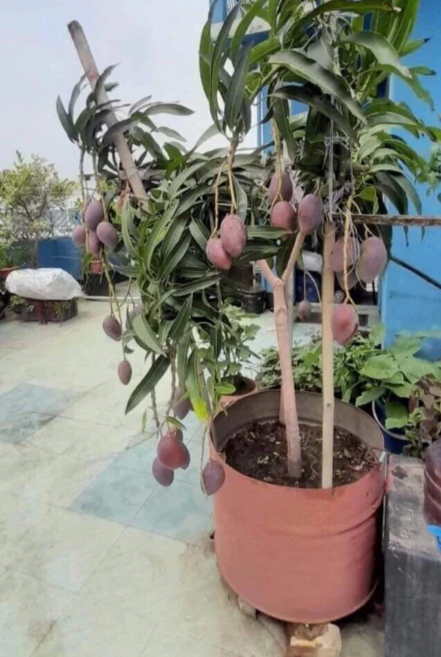 Mango Live Tropical Fruit Tree - Air Layered, 15-25 Inches Tall, Gives Fruit Soon, Indoor/Outdoor - Image 4