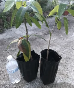 Mango Live Tropical Fruit Tree - Air Layered, 15-25 Inches Tall, Gives Fruit Soon, Indoor/Outdoor - Image 5