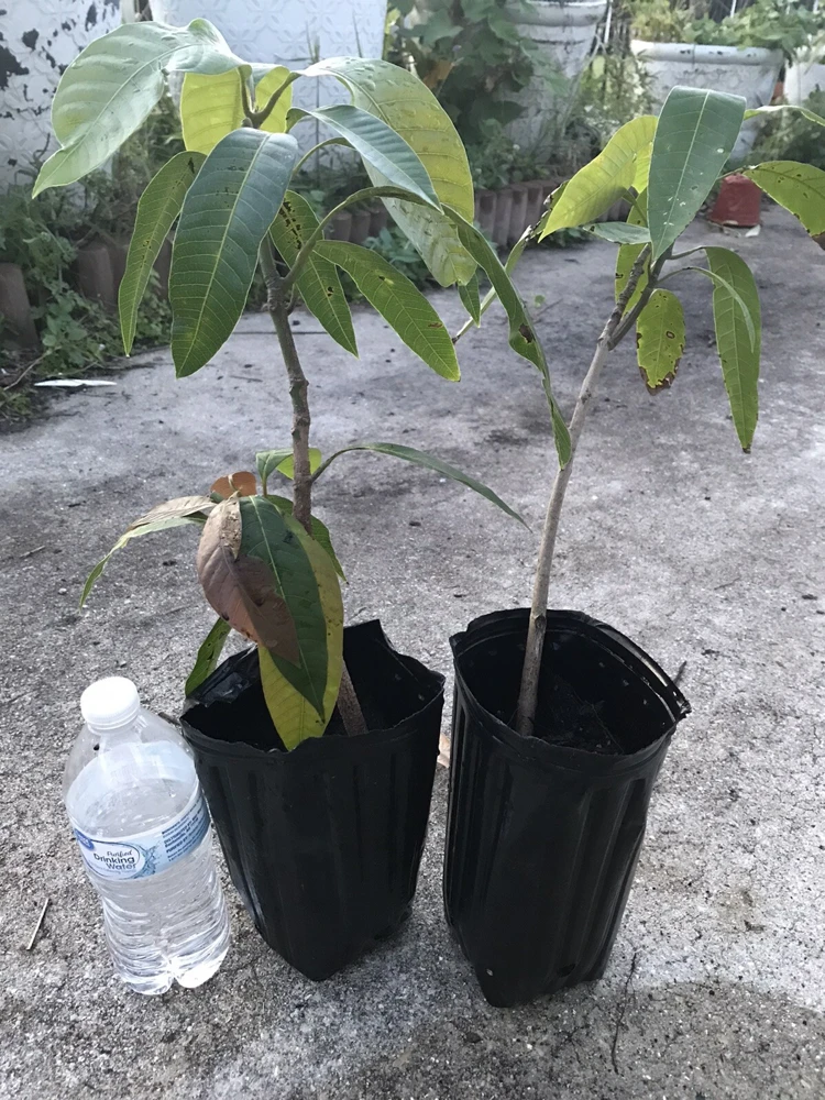 Mango Live Tropical Fruit Tree - Air Layered, 15-25 Inches Tall, Gives Fruit Soon, Indoor/Outdoor - Image 5