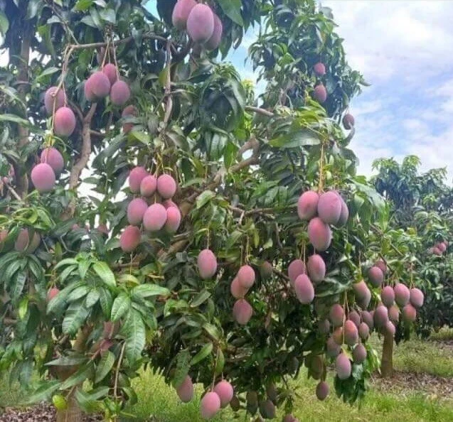 Mango Live Tropical Fruit Tree - Air Layered, 15-25 Inches Tall, Gives Fruit Soon, Indoor/Outdoor - Image 6