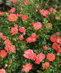 Mango Salsa Rose Live Plant - 4 inch Pot - Vibrant, Reblooming Shrub - Image 2