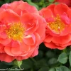 Mango Salsa Rose Live Plant - 4 inch Pot - Vibrant, Reblooming Shrub - Image 1