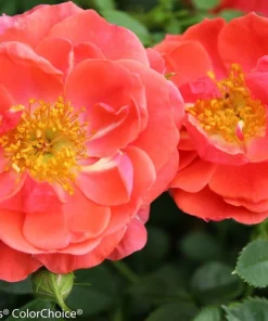 Mango Salsa Rose Live Plant - 4 inch Pot - Vibrant, Reblooming Shrub - Image 1