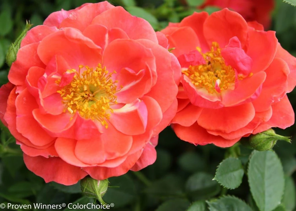 Mango Salsa Rose Live Plant - 4 inch Pot - Vibrant, Reblooming Shrub - Image 1