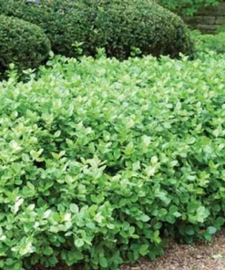 Manhattan Euonymus Evergreen Shrub Live Plant – Pinkish Fruit, 2.5" Pot - Image 2