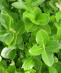 Manhattan Euonymus Evergreen Shrub Live Plant – Pinkish Fruit, 2.5
