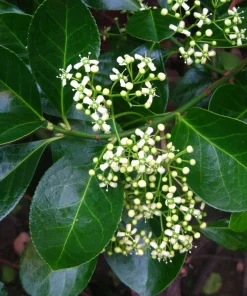 Manhattan Euonymus Evergreen Shrub Live Plant – Pinkish Fruit, 2.5