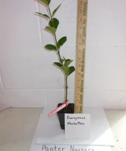 Manhattan Euonymus Evergreen Shrub Live Plant – Pinkish Fruit, 2.5