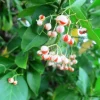 Manhattan Euonymus Evergreen Shrub Live Plant – Pinkish Fruit, 2.5" Pot - Image 1